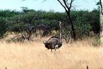 Ostrich, Namib Desert, Namibia