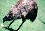 Emu, (Dromaius novaehollandiae), Dromaiidae, ABEV01P03_05