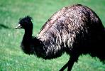 Emu, (Dromaius novaehollandiae), Dromaiidae, ABEV01P03_06