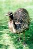 Emu, (Dromaius novaehollandiae), Dromaiidae, ABEV01P03_08
