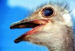 Ostrich face, eyes, ABEV01P04_15