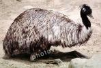Emu, (Dromaius novaehollandiae), Dromaiidae, ABEV01P05_17