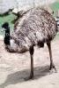 Emu, (Dromaius novaehollandiae), Dromaiidae, ABEV01P05_18
