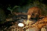 Kiwi Nest, egg