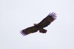 Vulture, ABFD01_032