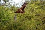 Eagle, Flight, wings, trees, talons, feathers