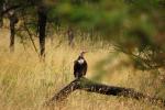 Vulture, Trees, ABFD01_052