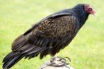 Turkey Vulture, (Cathartes aura), ABFD01_066