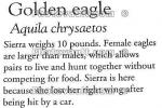 Golden Eagle, Auila chrysaetos