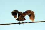 Turkey Vulture, Novato, Marin County