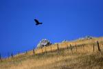 Golden Eagle, Two-Rock, Sonoma County, California, Auila chrysaetos, ABFD01_089