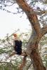 Eagle, Katavi National Park, ABFD01_100