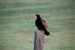 Turkey Vulture, ABFD01_101