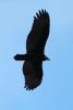 Turkey Vulture, ABFD01_106