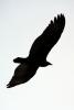 Turkey Vulture, ABFD01_107