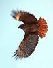 Red-Shouldered Hawk flying, (Buteo lineatus), flight, Accipitriformes, Accipitridae, ABFD01_128
