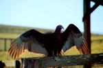 Turkey Vultures, Hamster