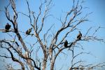 Vultures, Zaire Africa, ABFD01_142
