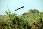 Eagle taking off, Zaire Africa, ABFD01_145