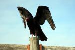 Vulture, Wings