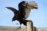Vulture, Wings, ABFD01_152