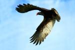 Vulture, Wings, Flying, Airborne, Flight, ABFD01_158