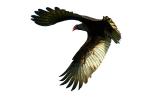 Vulture, Wings, Flying, Airborne, Flight, ABFD01_158F