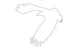 Vulture outline, line drawing, Wings, Flying, Airborne, Flight, ABFD01_158O