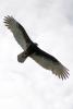 Vulture, Wings, Flying, Airborne, Flight, ABFD01_159