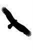 Vulture silhouette, shape, logo, Wings, Flying, Airborne, Flight, ABFD01_159M