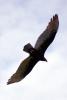 Vulture, Wings, Flying, Airborne, Flight, ABFD01_160