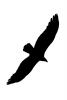Vulture silhouette, shape, logo, Wings, Flying, Airborne, Flight, ABFD01_160M