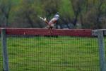 Red-Shouldered Hawk flying, (Buteo lineatus), Accipitriformes, Accipitridae, flight