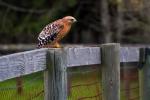 Red-Shouldered Hawk, (Buteo lineatus), Accipitriformes, Accipitridae, ABFD01_162