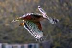 Red-Shouldered Hawk flying, (Buteo lineatus), flight, Accipitriformes, Accipitridae, ABFD01_163