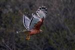Red-Shouldered Hawk flying, (Buteo lineatus), flight, Accipitriformes, Accipitridae, ABFD01_164