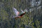 Red-Shouldered Hawk flying, (Buteo lineatus), flight, Accipitriformes, Accipitridae, ABFD01_165