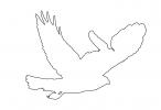 Red-Shouldered Hawk flying, (Buteo lineatus) outline, line-drawing, shape, ABFD01_165O