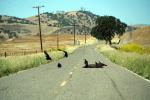 Buzzards Scavanging a dead Pig, Highway 25, California