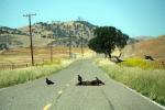 Buzzards Scavanging a dead Pig, Highway 25, California, ABFD01_169