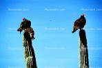 Vultures near Cabo San Lucas, Baja Sur, Mexico, ABFV01P01_17