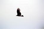 Vulture, ABFV01P02_02
