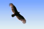 Vulture, ABFV01P02_03