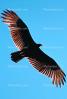 Vulture, ABFV01P02_03B.2565