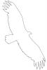 Vulture outline, line drawing, shape