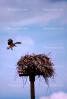 Osprey, Nest, Nesting, ABFV01P02_13B.1708