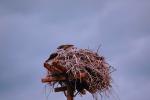 Osprey, Nest, Nesting, ABFV01P02_14.3339