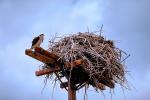 Osprey, Nest, Nesting, ABFV01P02_15.0354