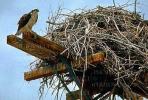 Osprey, Nest, Nesting