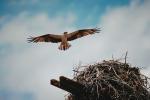 Osprey, Nest, Nesting, ABFV01P02_16.3339